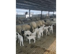 供应新疆托克托县多胎黑头杜泊羊养殖场黑头杜泊种公羊多少钱图3